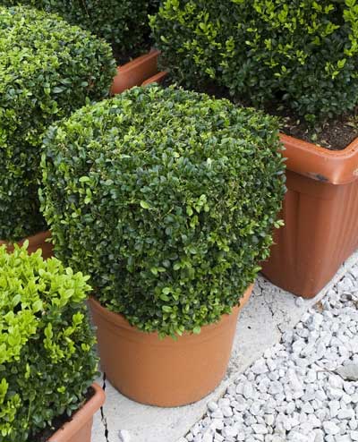 Buxus Topiary Cube 30cm - New Leaf Topiary Online Shop