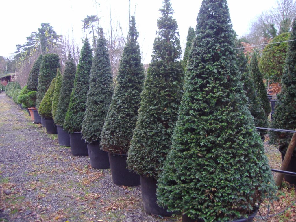 Yew Taxus Baccata Cone 150cm New Leaf Topiary Online Shop