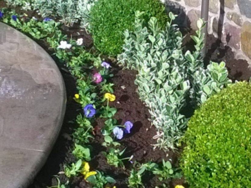 A planted border of clipped box, silver-leaved shrubs and violas