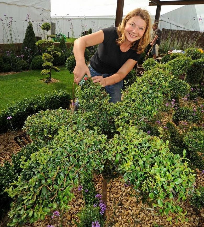 Box topiary being clipped into shape with hand shears