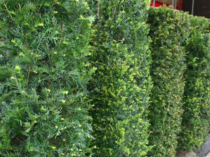 A dense, freshly clipped yew hedge