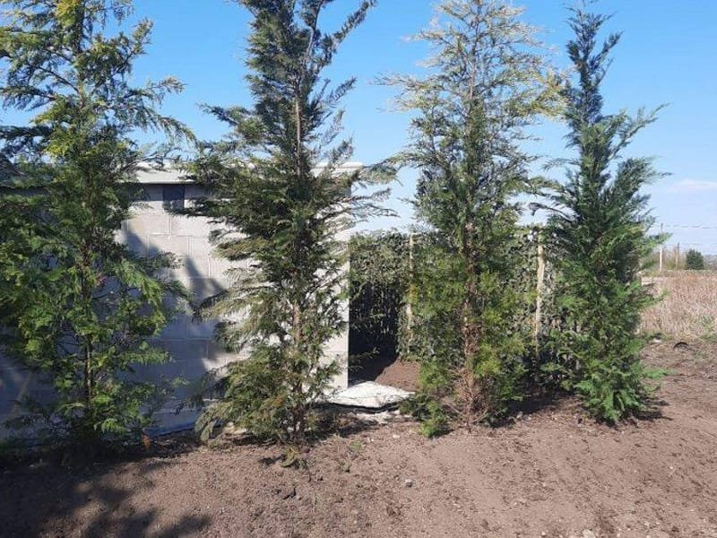 Tall trees newly planted along a boundary