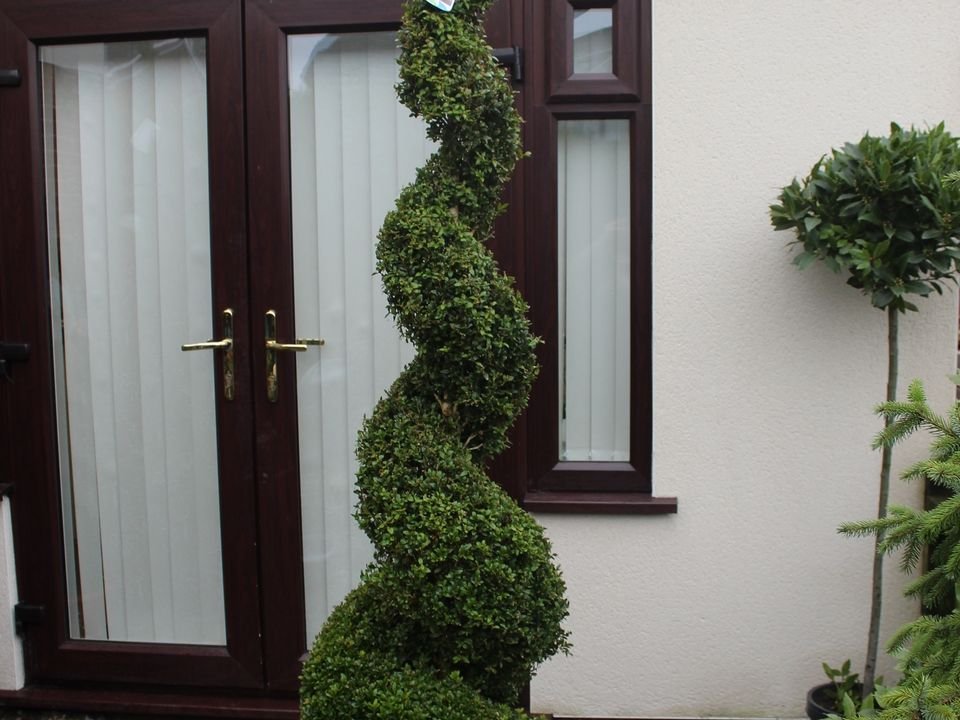 A pair of clipped buxus spirals either side of a front door