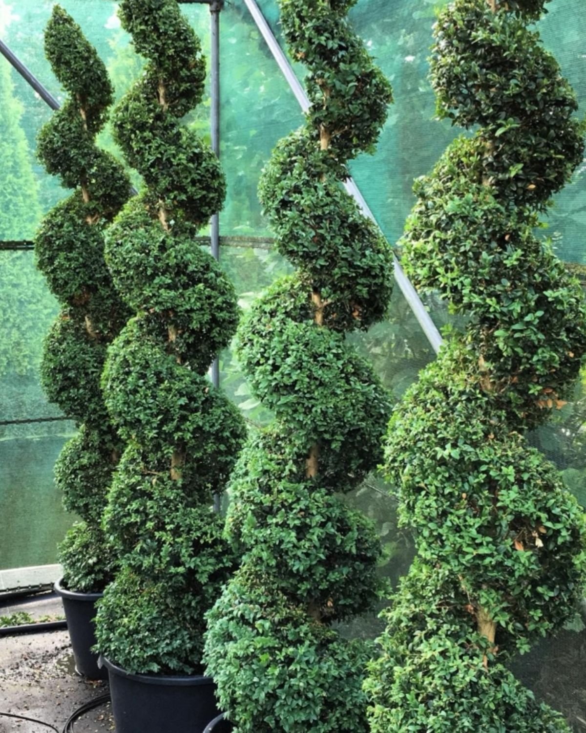 Rows of clipped buxus spirals ready for delivery