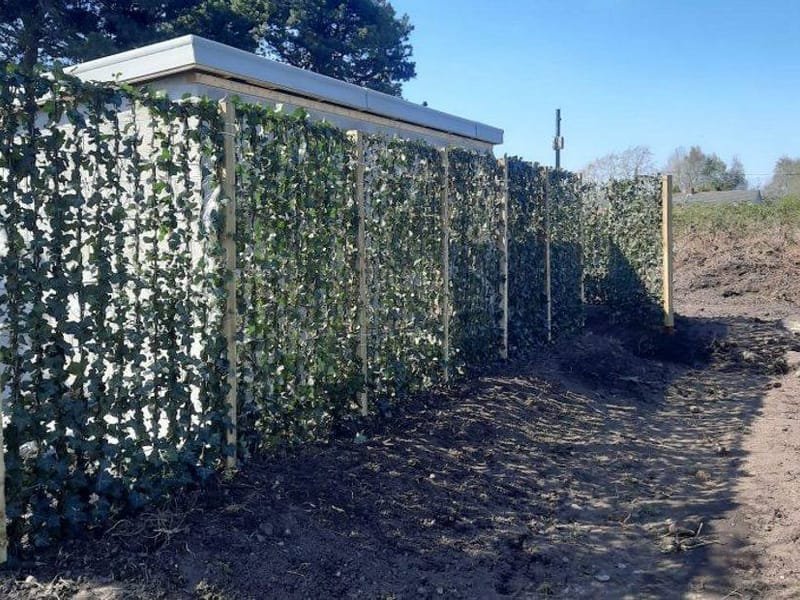 Screening newly planted along a boundary, the soil freshly dug