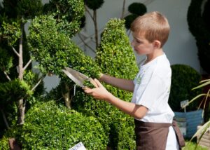 finest selection of hedging plants, topiary, shrubs