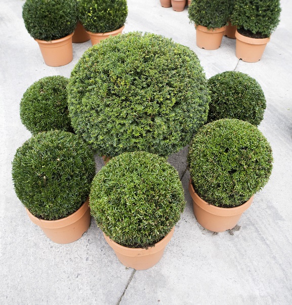 Topiary Balls and Domes