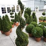 Topiary Spirals and Twisters