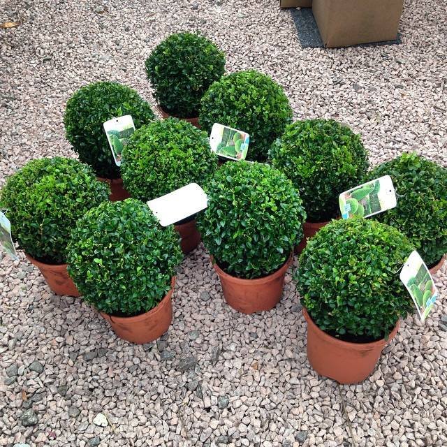 10 x BUXUS BALL 25CM