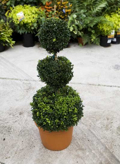 Pair of Trio Ball Buxus Topiary