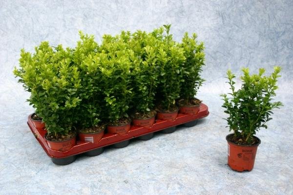 Buxus hedging plants potted