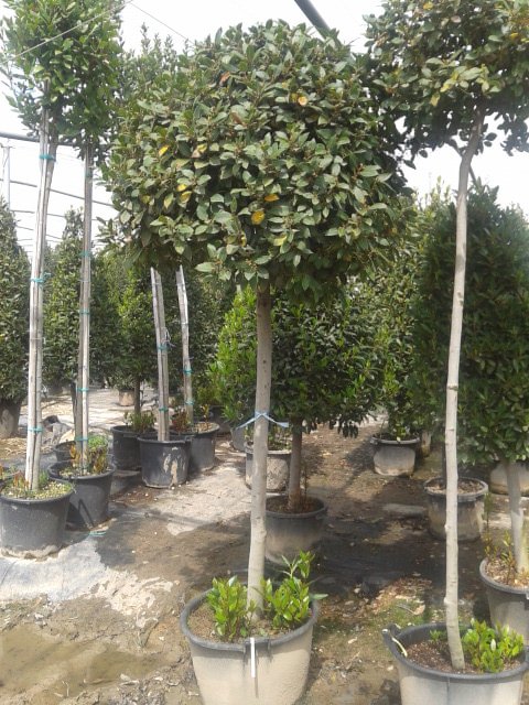 Large Bay tree standard