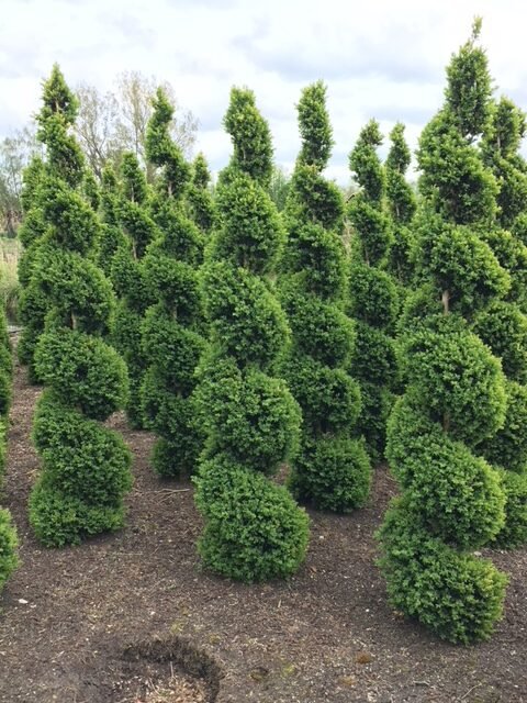 Extra Largae Topiary Spiral 8ft — photo 2