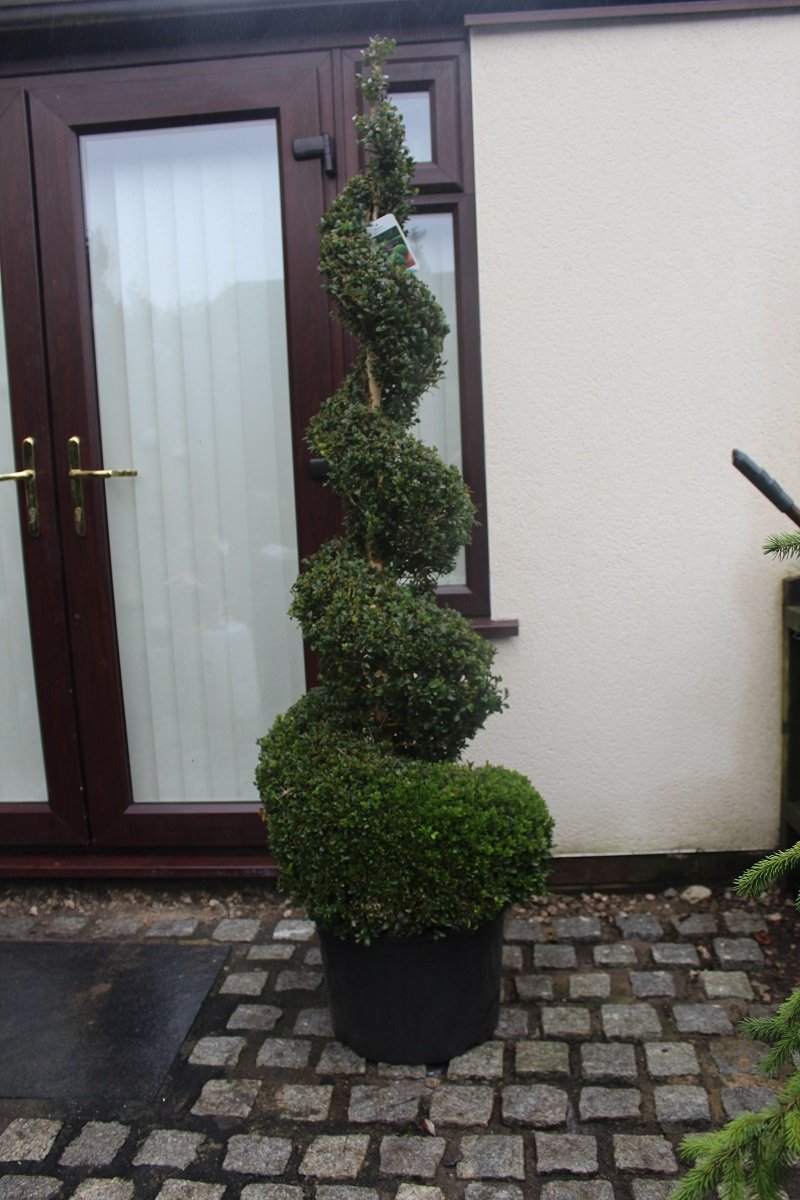 Buxus Topiary Spiral 6ft — photo 2