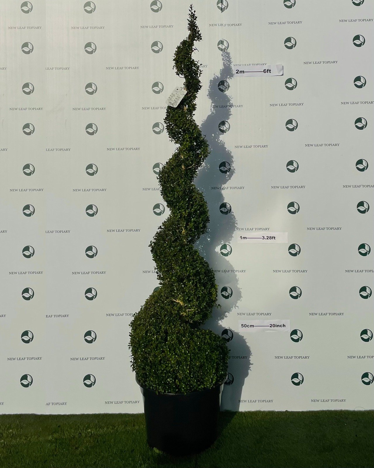 Topiary Buxus Spiral 7ft
