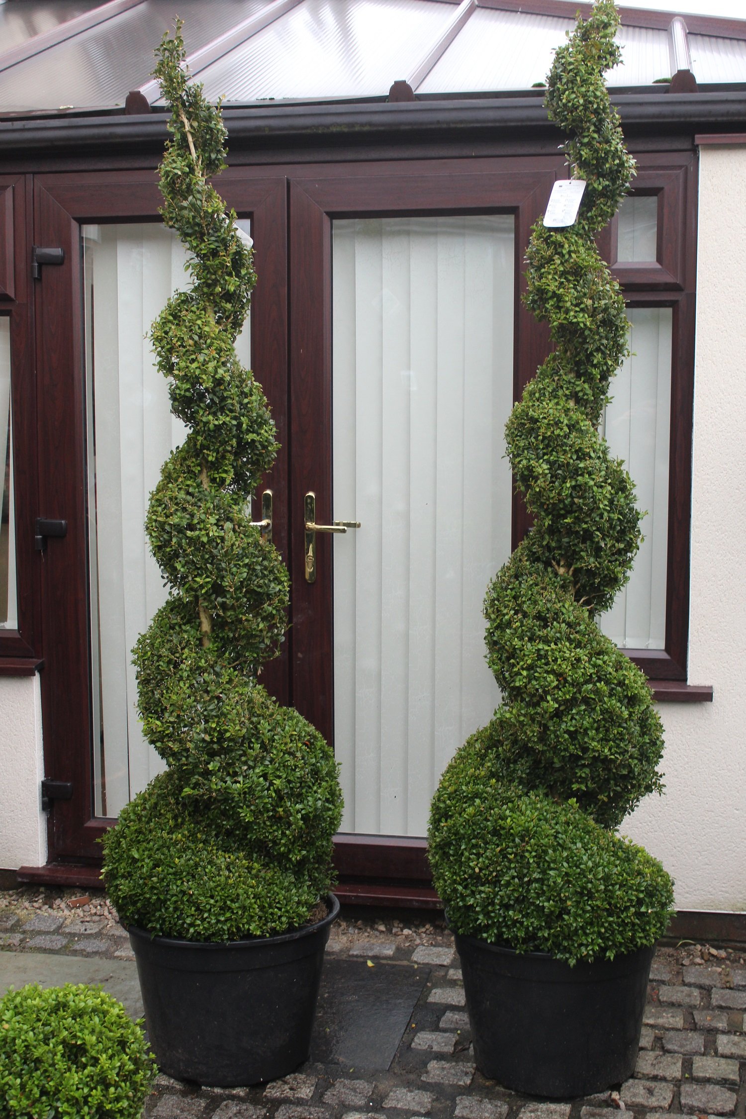Pair of Large Topiary Spirals — photo 2