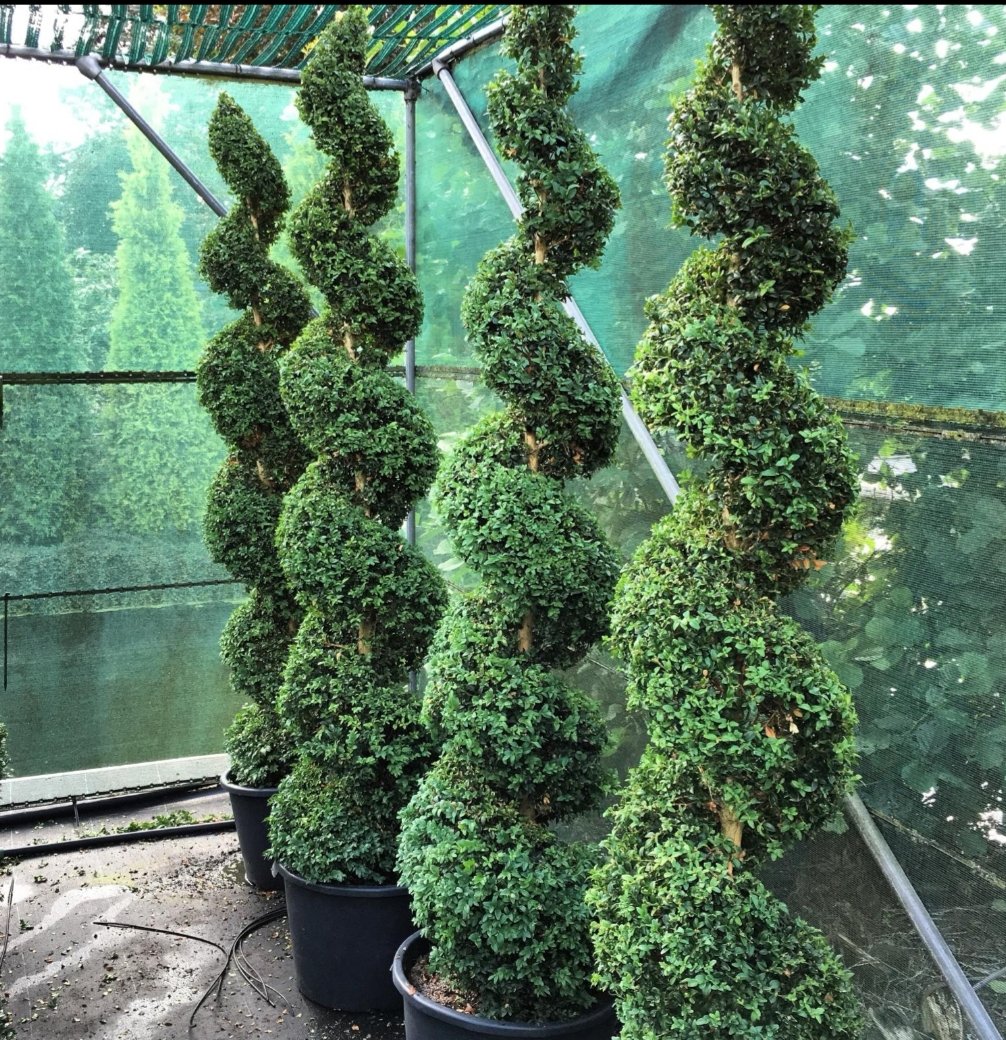 Extra Largae Topiary Spiral 8ft