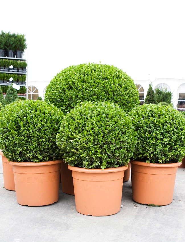 Buxus Ball 30cm