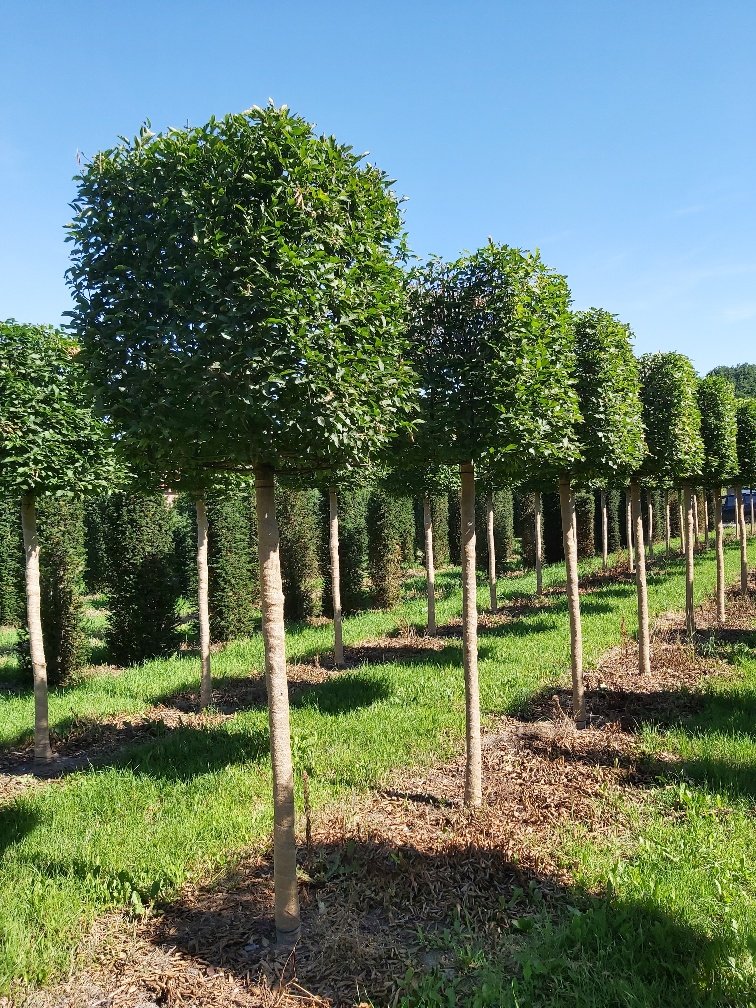 Carpinus Betulus cube on stem