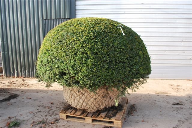 Yew large topiary dome