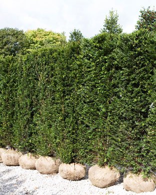 Taxus Baccata (Yew) Hedge Plants