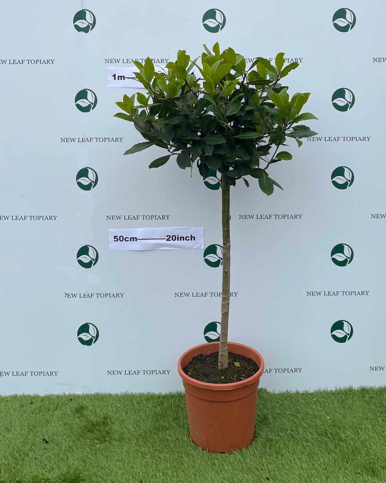 Small Bay Tree