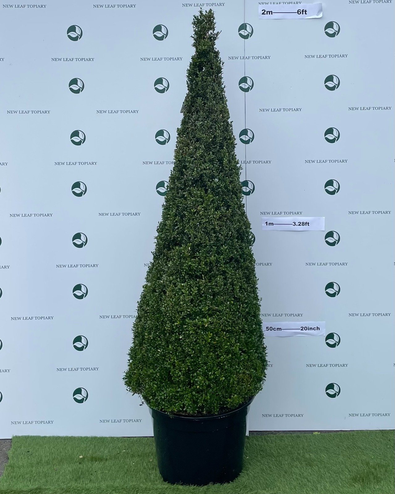 Buxus Topiary Cone 6ft