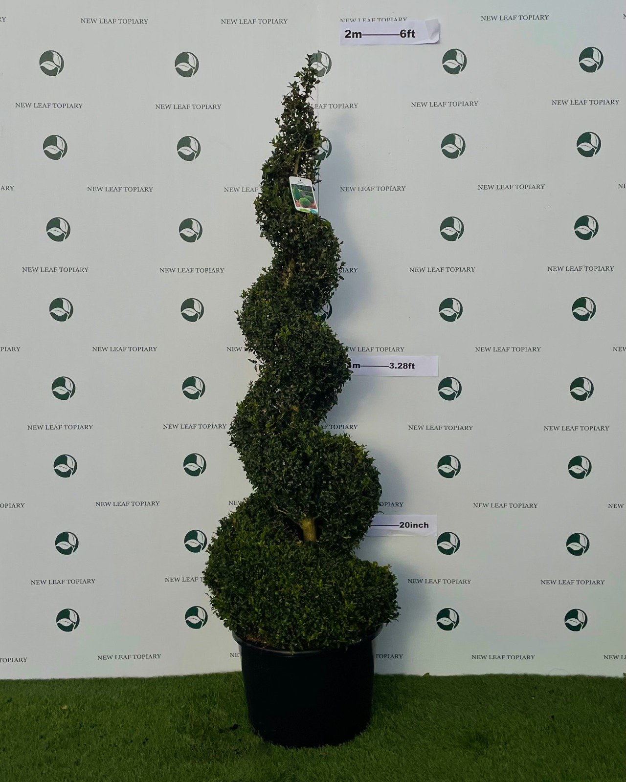 Buxus Topiary Spiral 6ft