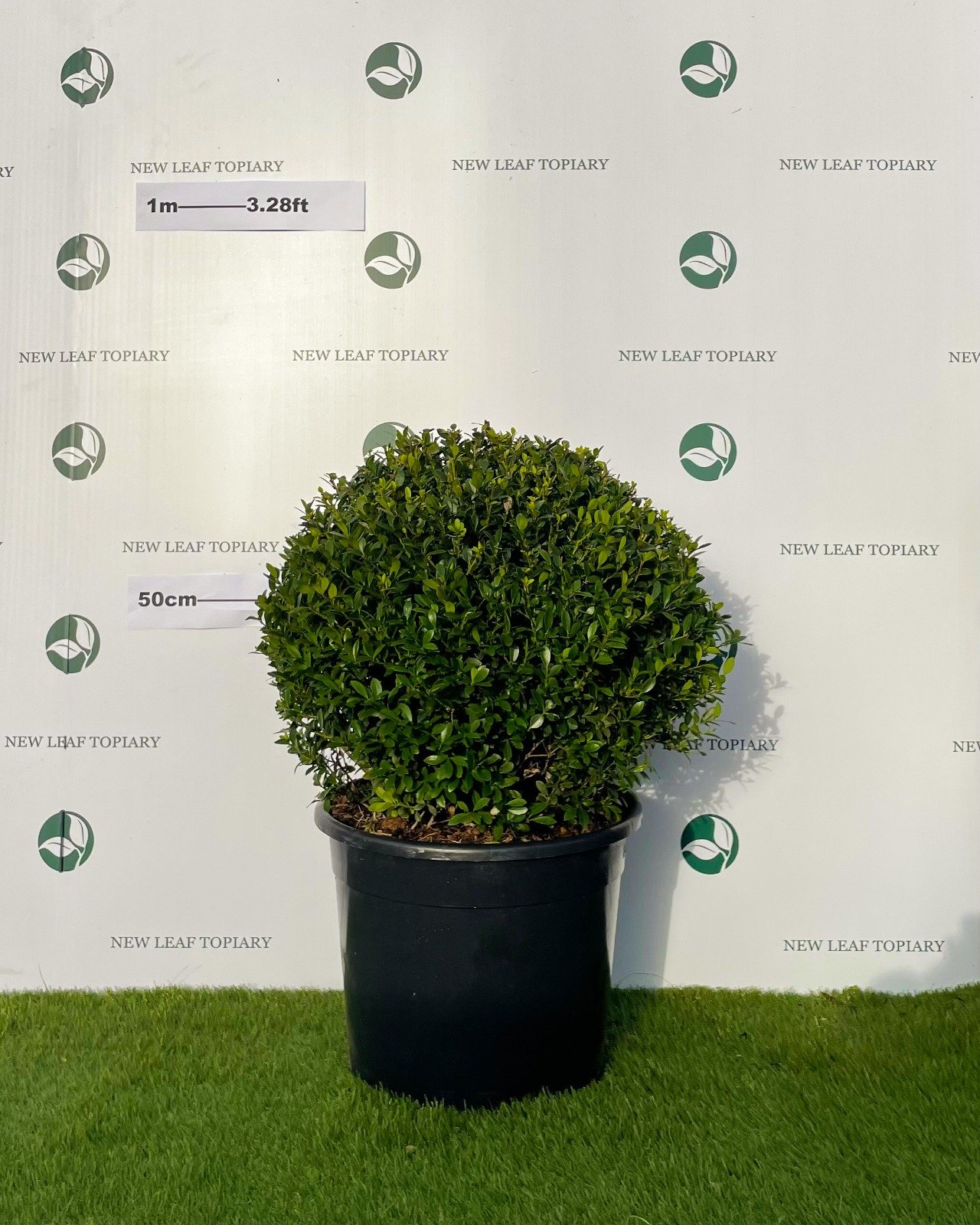 Ilex Crenta Topiary Ball 55cm