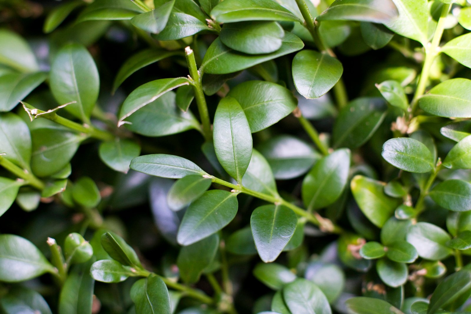 Buxus Topiary Cone 6ft — photo 2