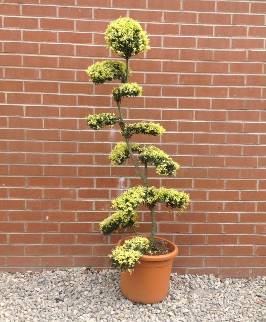 Ilex Crenata ‘Kinme’  Bonsai 160cm