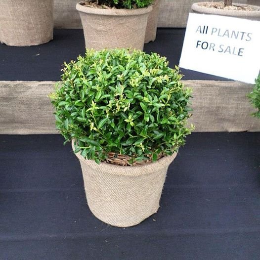 Ilex Crenata Topiary Ball 30/35cm