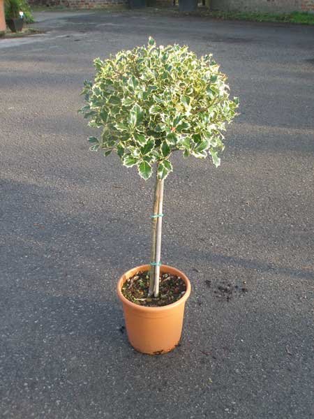 Silver Holly Mini Standard