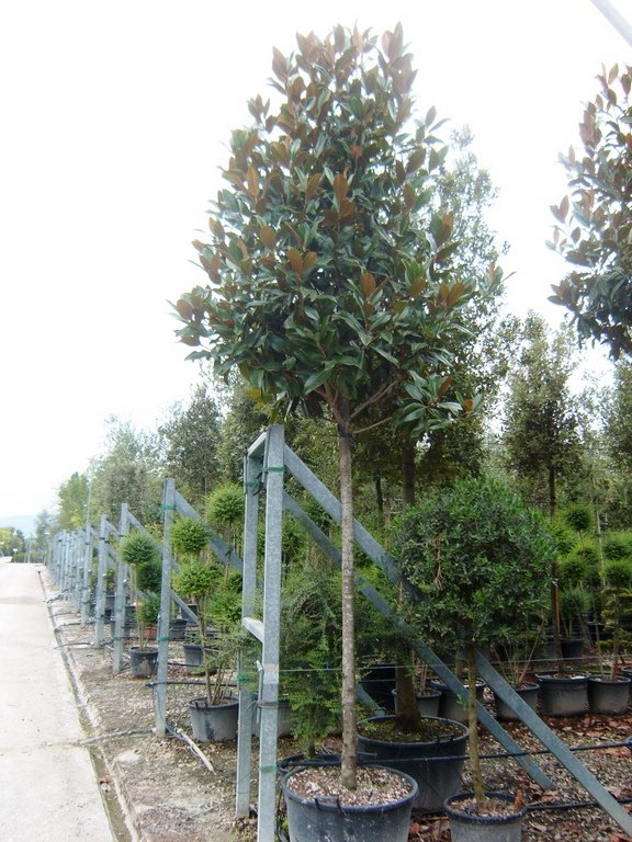 Magnolia Grandiflora Full Standard