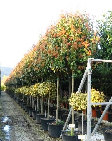 Photinia Red Robin  Full Standard 350cm high