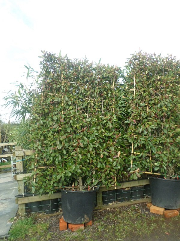 Photinia  Espalier 6ft x 4ft