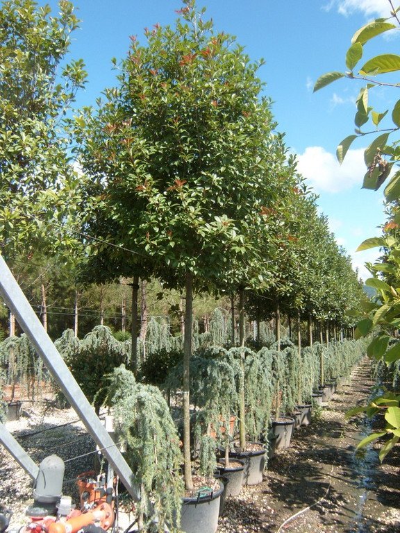 Photinia Fraseri Full Standard