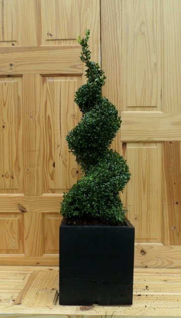 Buxus Spiral in Black Cube Planter