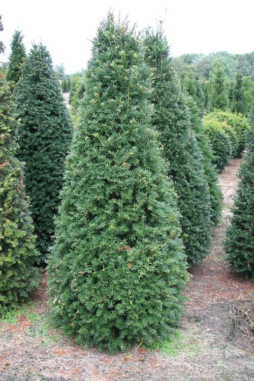 Yew Topiary Cone 220cm