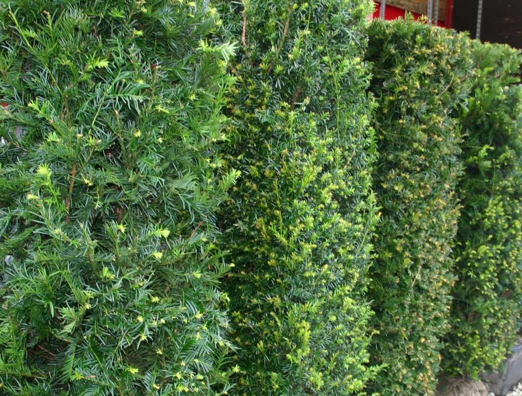 Yew hedge 90-100cm