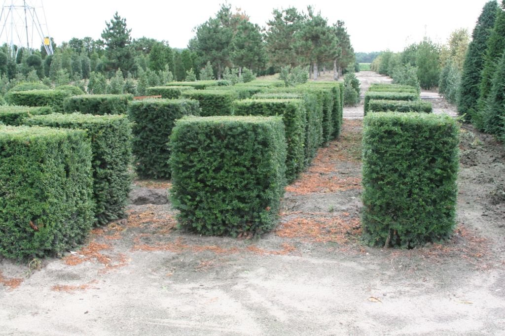Yew Cube (Taxus Baccata)