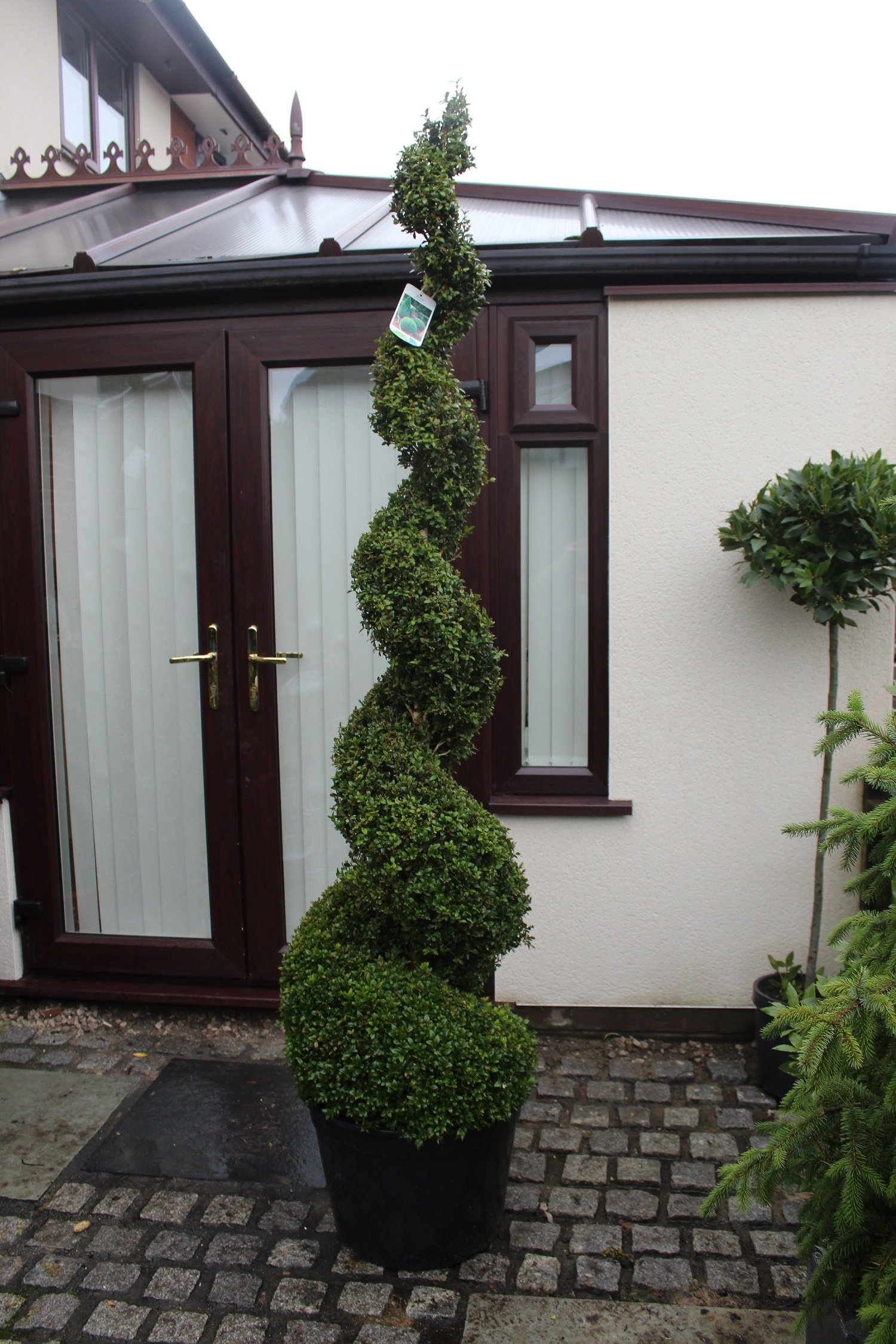 Topiary Buxus Spiral 7ft — photo 2