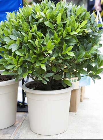Bay Tree Topiary Ball