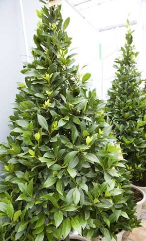 Large Conical Bay Tree