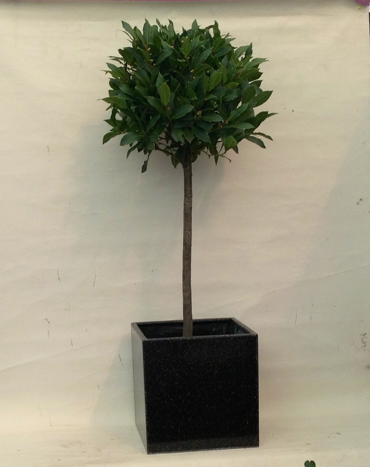 Bay Tree  in Black Cube Planter