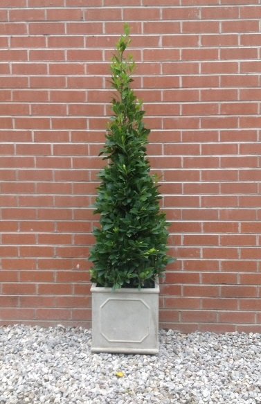 Bay Tree Cone and  Chealsea Planter