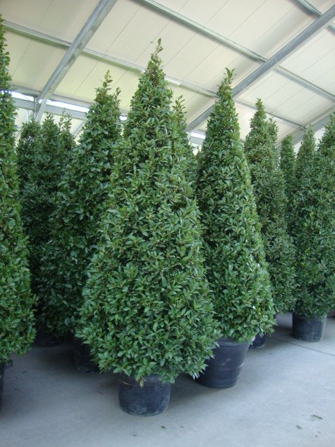 Bay Tree Cone 200cm
