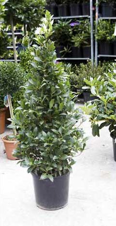 Bay Tree Topiary Cone