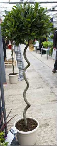 Bay Tree Spiral  Stem