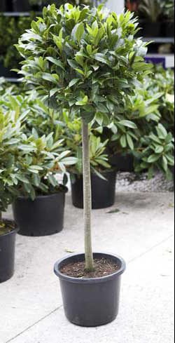 Bay Tree half standard